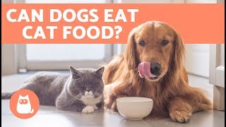 Why is cat food bad for a dog