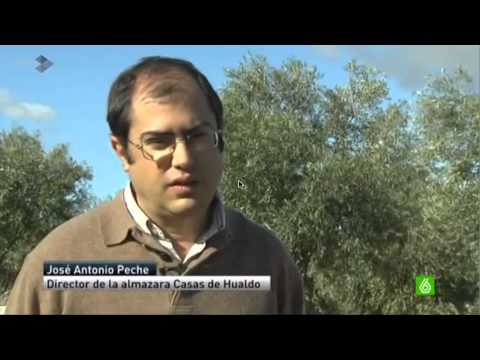 Elaboración del aceite - Casas de Hualdo Cornicabra 500 ml