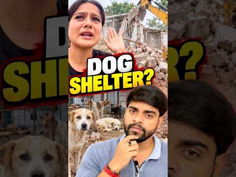 A Dog Shelter Destroyed? 💔 What Happened to the Innocent Dogs? #dogshelter #animalrescue #straydogs