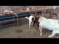 Boer Goat Mating