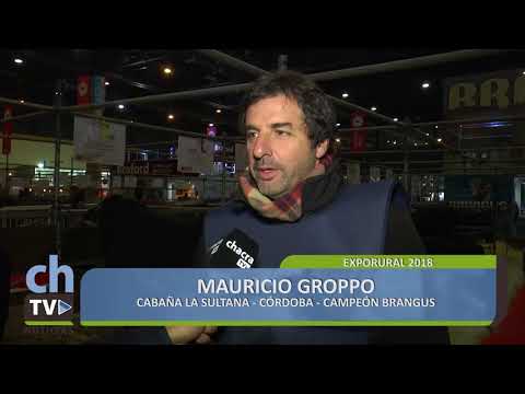 MAURICIO GROPPO -  CAMPEON BRANGUS