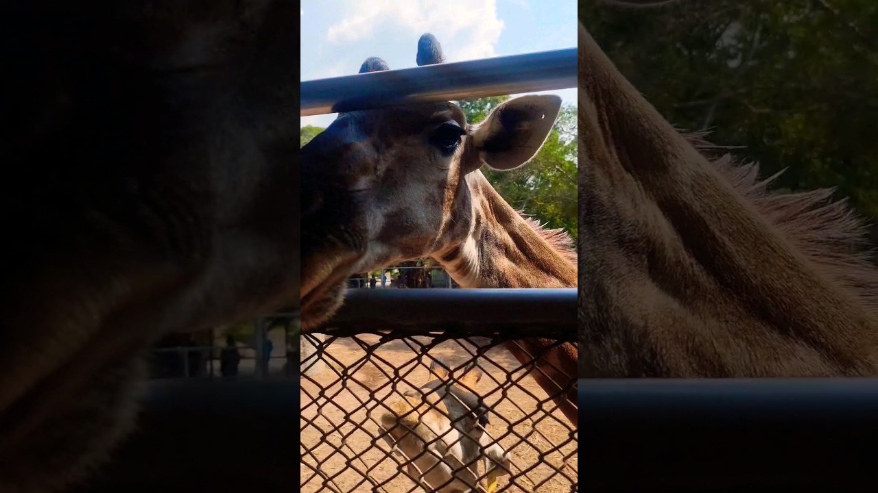 YouTube Short thumbnail