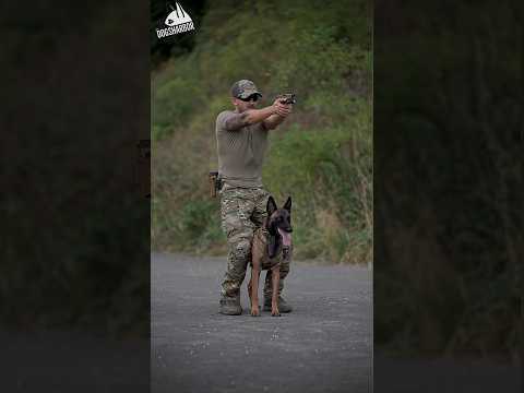 Belgian Malinois Top Most Skilled Military Dog #shorts