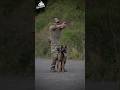 Belgian Malinois Top Most Skilled Military Dog Shorts