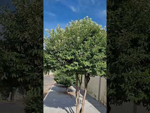 Aparecida de Goiânia #shorts