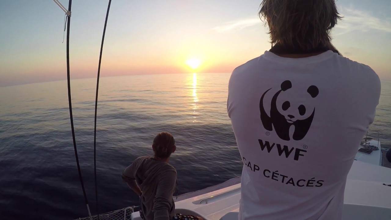 Mission Cap Cétacés : quelques jours dans le Sanctuaire Pelagos
