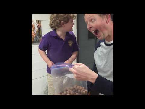 How To Grow Trees From Acorns. (Sawtooth Oaks)