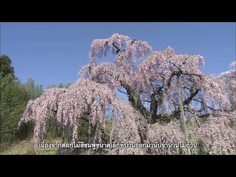 มิฮารุ ทากิซากุระ－เสน่ห์ของต้นทากิซากุระเป็นความภูมิใจของเมืองมิฮารุ  เราขอแนะนําให้พวกท่านได้ทราบ