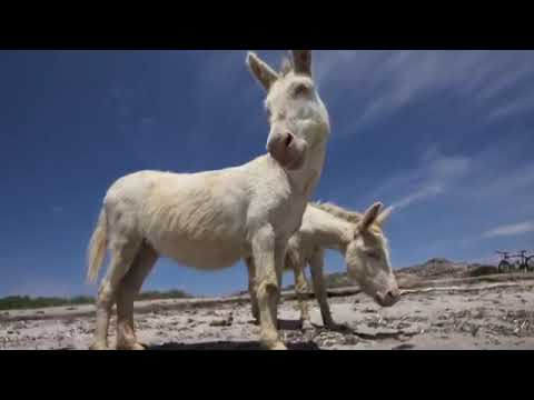 Poesie e Canzoni Rap In Sardo   PODERAI SA TERRA NOSTRA