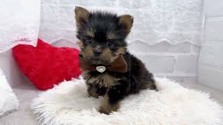 ハーフ犬の動画01