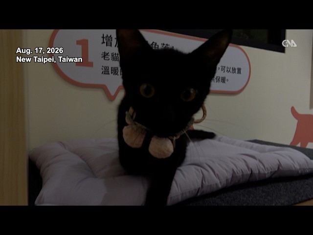 New Taipei opens cat-friendly space to promote pet care, adoption