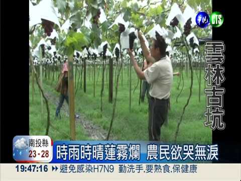 蔬果水傷泡爛 中南部農災慘重