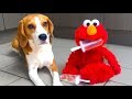 Funny DOG Vs ELMO Prank