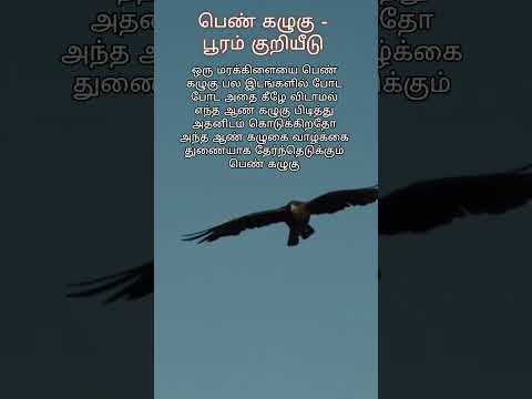 பூர நட்சத்திரம் - பெண் கழுகு