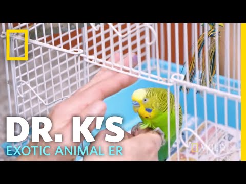 Bird Recovers From Cat Attack | Dr. K's Exotic Animal ER