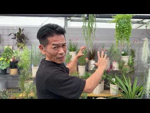 ニュージーランドのクリスマス ツリー、ポフツカワ、メトロシデロス エクセルスス