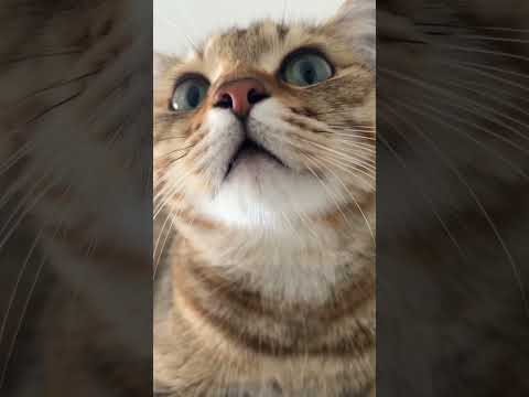 cats meowing meowing cats meowing loudly meowing kittens #funny #fyp #comedy #foryou #cute #cats