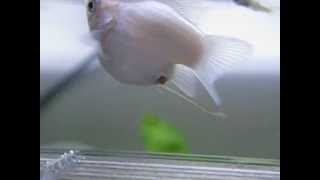Watch 6 baby white pot belly mollies being born!