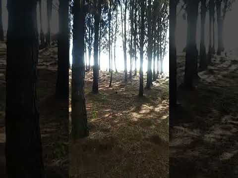 Escapada mágica a los pinos de Pavas. #valledelcauca