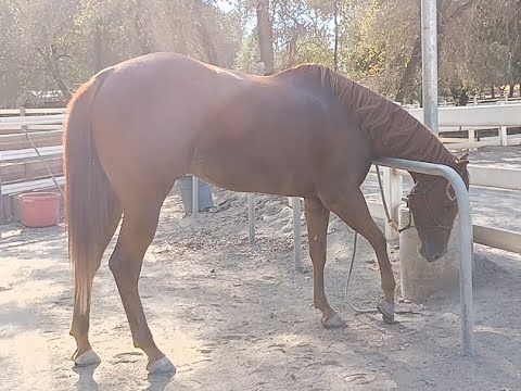 YouTube video about: How to teach a horse to stand tied?