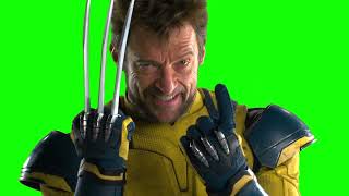 Wolverine breathing green screen