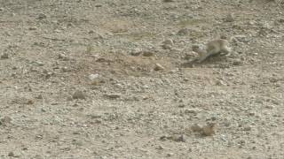 Arizona Prairie Dog