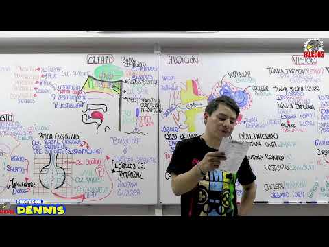 SISTEMA SENSORIAL- ANATOMÍA