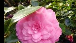 Garden  Isaiah 58:11