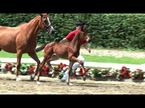 56 Don Lambrasco Hengst v. Destano - Florestan I