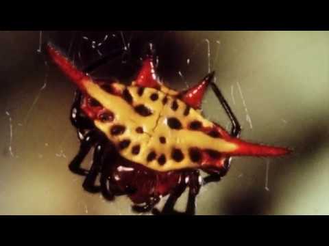 Horst Stern - Spinnen-Leben am seidenen Faden Teil1