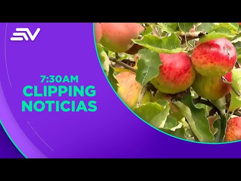 Gran variedad de manzanas orgánicas en Cevallos | Televistazo en la Comunidad