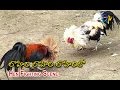 Lahiri Lahiri Lahiri Lo Telugu Movie Hen Fighting Scene Aditya Hari Krishna ETV Cinema