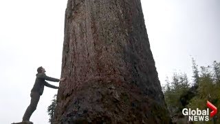 Global News BC - Giant tree nicknamed &#39;Big Lonely Doug&#39; stands alone in clear-cut