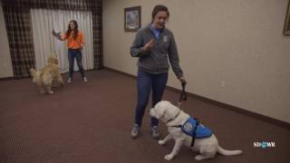 SDWR Training Keeping Dog Focused