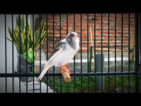 The Ultimate Canary singing video from a legend - Powerful canary training