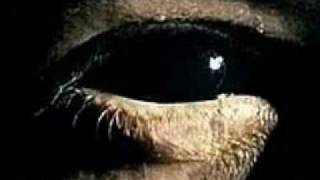 Nefilim - Zoon 1&amp;2 [Saturation]