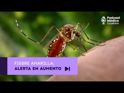 Fiebre amarilla: Alerta en aumento | Podcast Médico Cayetano