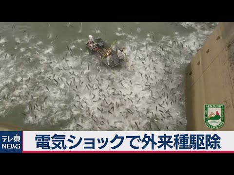 ヨーロッパの水族館の毒物漁