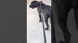 Perro de Presa Canario Puppies Videos