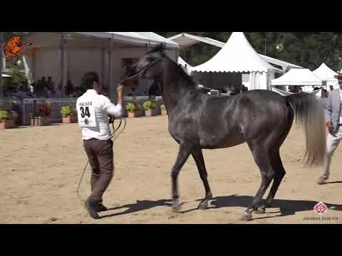 N 34 SIWAR AL SHAQAB   2020 Menton Mediterranean and Arab Countries Arabian Horse Championship   2 Y