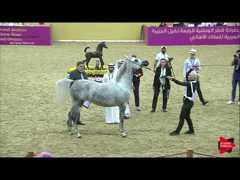 N.123 BLMIRA AL SHMOKH - 2019 Qatar Nat. Peninsula show - Mares 4-6 Years Old (Class 7) .mp4