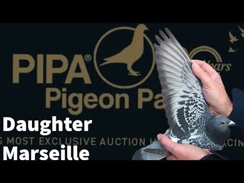 Daughter Smallen | One Of The Great Perfomer Racing Pigeon In The World | Pipa Pigeons Auction