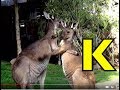 ALPHABET ANIMALS PHONICS ALPHABET SONG Part 32 Toddlers Preschool K 3