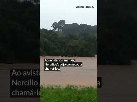 CHUVA NO RS: PRODUTOR SALVA ANIMAIS ILHADOS PELA ENCHENTE