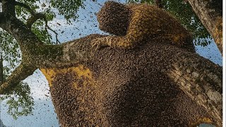 Giant Wild Honey Hunt: Discovering and Harvesting Wild Honey at Dangerous Heights