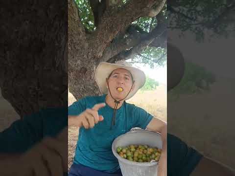 No interior da Bahia Retirolândia coisa boa no pé do umbuzeiro