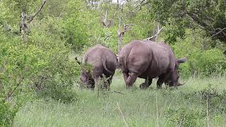 Download lagu White Rhino - Wildlife Videos from Africa. mp3