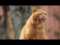 🤣 Funny Cat Videos of 2024 | Funniest Cats 😹