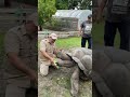 Giant tortoise high five ✋ #shorts #tortoise #reptile #dinosaur #animals