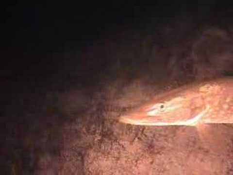 Badeteich Regau, Badeteich Regau,Österreich